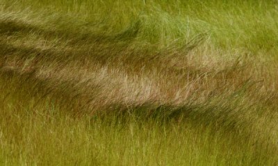 Grasses (spp)