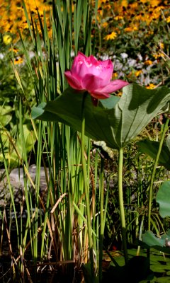Lotus
