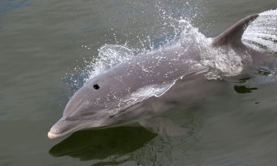 Bottle-nosed dolphin