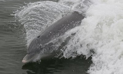 Bottle-nosed dolphin