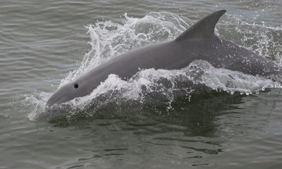 Bottle-nosed dolphin