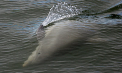Unzipping, Bottle-nosed dolphin