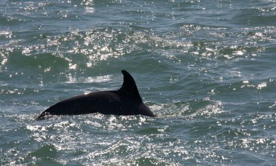 Bottle-nosed dolphin