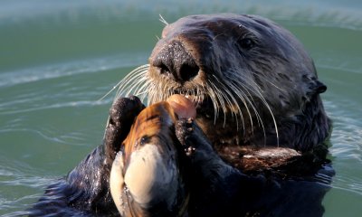 California sea otter