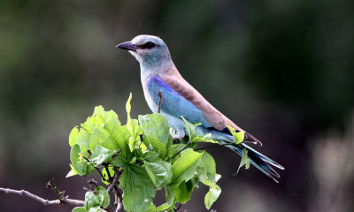 European roller