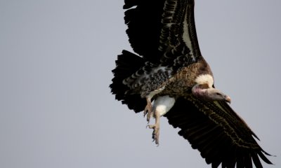 White-bakced vulture