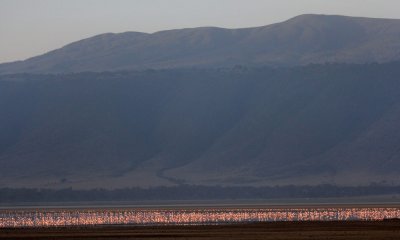 Lesser flamingo