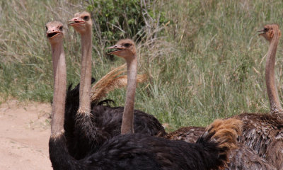 Ostriches, Secretary Bird and Bustards