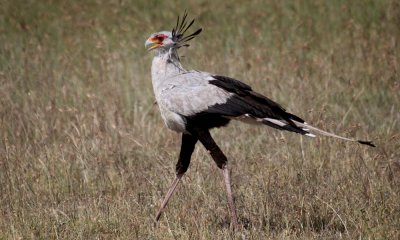 Secretary bird