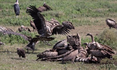 Vultures w zebra carcase