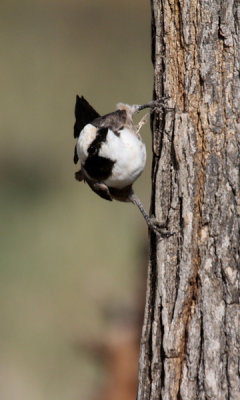 White-rumped helmetshrike