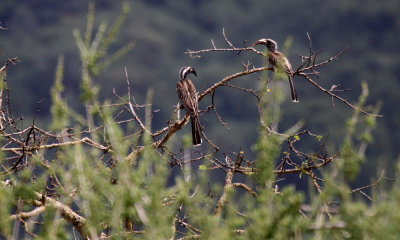 African gray hornbill