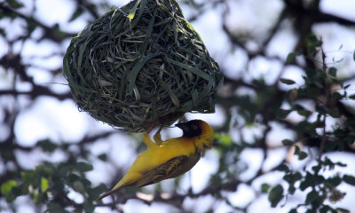 Masked weaver