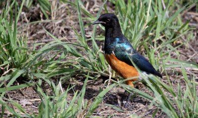 Superb starling