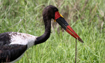 Saddlebilled stork eating a snake