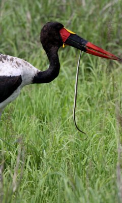 Saddlebilled stork eating a snake