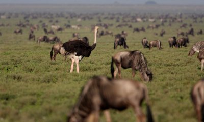 Masai ostrich with the migration