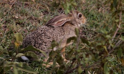 African hare