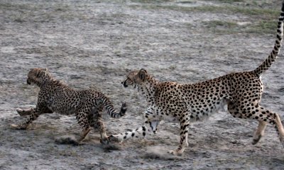 Cheetah