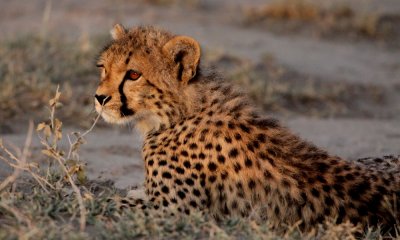 Cheetah