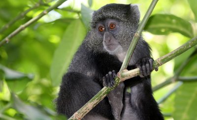 Blue or Sykes Monkey Group