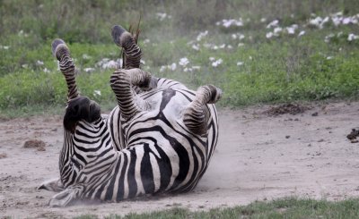 Common zebra