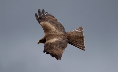 Brown kite