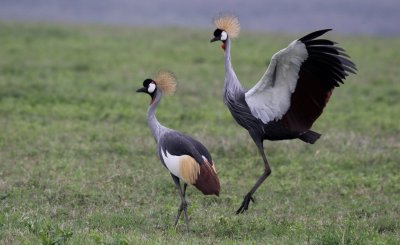 Crown cranes
