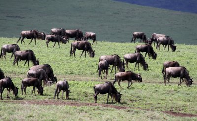 Wildebeest