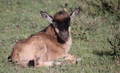 Wildebeest calf