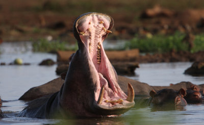 Hippo
