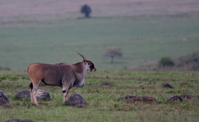 African Antelopes and Gazelles
