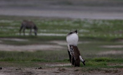 Kori bustard