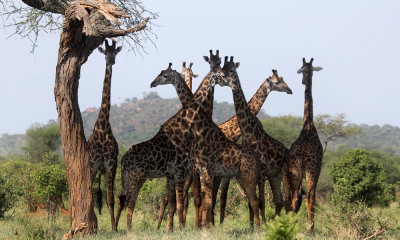 Masai giraffe