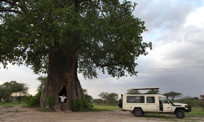 Baobab Tarangire NP