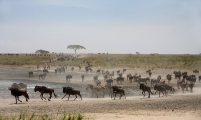 Wildebeest migration