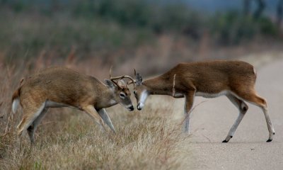 Gallery: White-tailed deer