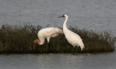 Whooping cranes