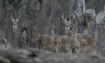 Texas white- tailed deer