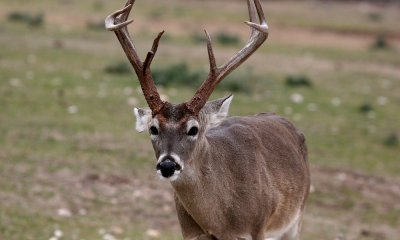 Texas white- tailed deer