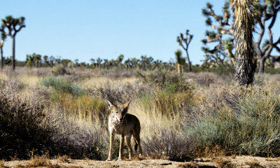 Coyote