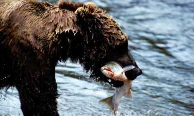 Brown bear with sockeye salmon