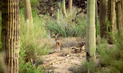 Mule deer