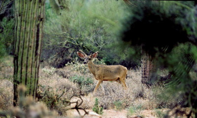Mule deer