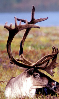 Caribou