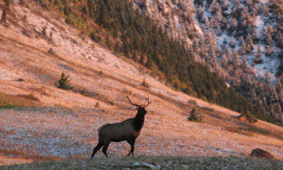 Bull elk at sunrise