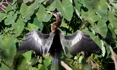 Anhinga male