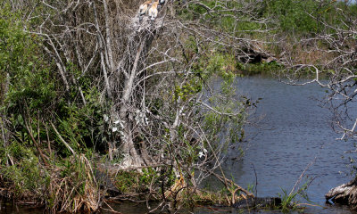 Anhinga nest with alligators