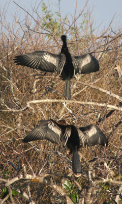 Anhinga