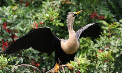 Anhinga female